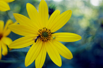 flower, yellow, nature, garden, plant, summer, daisy, macro, blossom, flowers