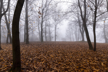 tree trunks without foliage in the autumn season