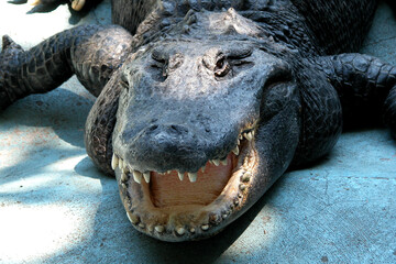 American alligator (Alligator mississippiensis) Muja, the oldest alligator in the world