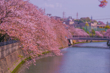 大岡川プロムナードの桜