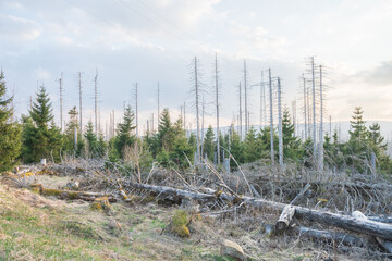 Dead trees in desolate landscape 