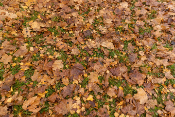 Bare deciduous trees in the autumn season in cloudy weather