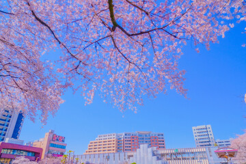 国立・大学通りの桜