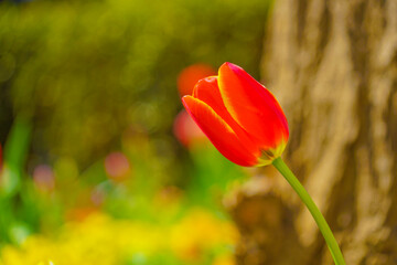 Obraz premium 鮮やかなチューリップのイメージ