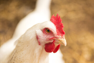 Closeup Macro Shot of Delaware White Chicken Hen