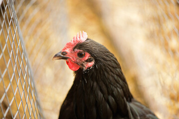 Close Up Macro Shot of a Black Australorp Chicken Hen
