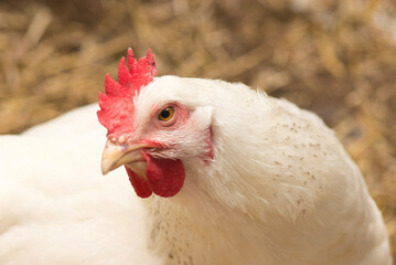 Close Up of Face of A Delaware White Hen Chicken