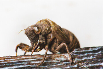  Vacated Cicada Shell on Wood 