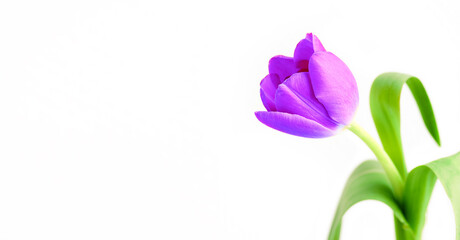 Obraz na płótnie Canvas Vibrant purple tulip close-up isolated on white background with copy space, banner