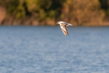 Little Gull flying in the morning light