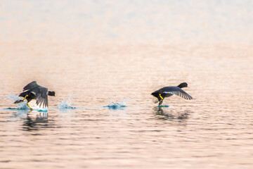 Eurasian Coot on a pond in the morning light