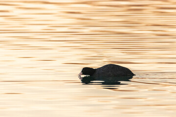 Eurasian Coot on a pond in the morning light
