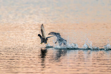 Eurasian Coot on a pond in the morning light