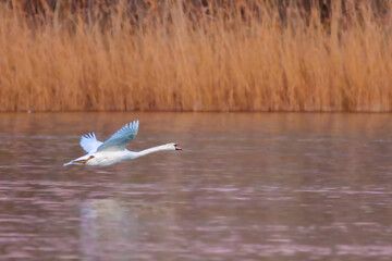 Mute Swan flying in the morning light