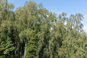 green foliage on birch trees in the summer season