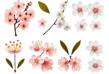 Set of pink white cherry flowers in full bloom, symbol for spring, design elements isolated over a transparent background, top view for your flatlays and scenes - perfect for spring weddings