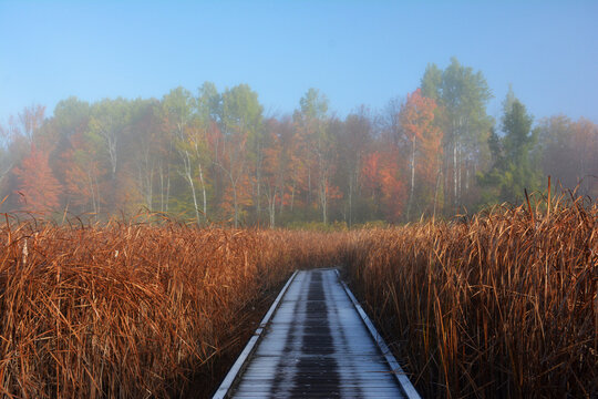 A foggy early morning in Mer Bleue bog, fall in Ottawa, Ontario, Canada