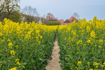Field of canola plants with blossomed flowers