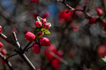 Detail of flowers and red buds of Japanese quince (Chaenomeles japonica)