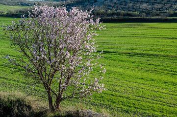 View of a flowering tree in a grassy field at sunrise