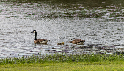 Family of Geese at a Pond