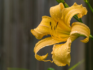 yellow flower with water drops