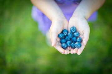 Young asian girl picking blueberries in summer