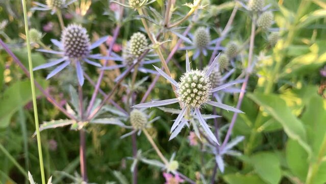 Blooming Eryngium, or Eringium green in a summer meadow. The wild medicinal plant Sea Holly or Eryngium sways the light breeze