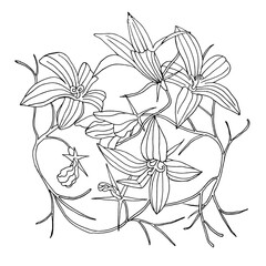Ornament, a pattern of wild flowers of bells, painted in the style of doodles. Vector EPS 10.