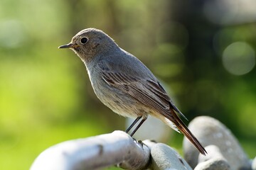 Black redstart - Phoenicurus ochruros, female on a stick by the stones. Czechia. 