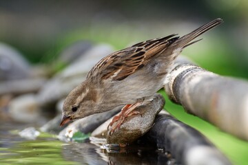 House sparrow, female drinking from bird's water hole. Moravia. Czechia.