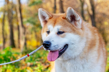 Akita dog close up in autumn park on a background of trees with yellow leaves