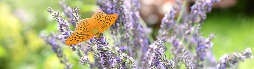 Schmetterling 1044 © K.-U. Häßler