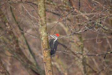 pileated woodpecker on a tree