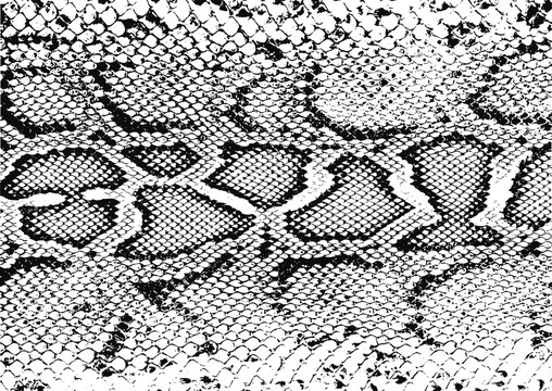 Snake print Vector Illustration, SVG