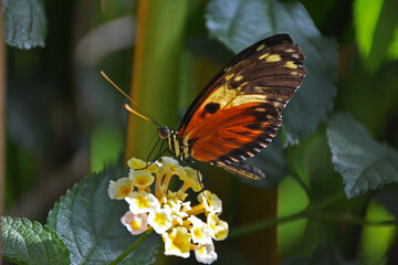 butterfly on a flower