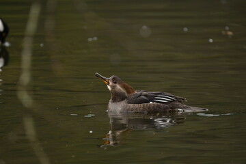 Hooded Merganser Female