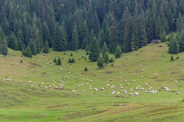 Naklejka premium Rolling hills of grass, evergreen tree forests, and scenic lakes in Cluj, Romania.