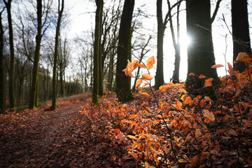 autumn in the forest