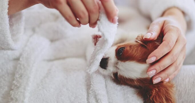 Puppy Playing In Womans' Hands. SLOW MOTION. Little baby dog biting bathrobe belt. Cavalier King Charles Spaniel pup having fun with owner. Happy stress free cinematic footage. Therapy dog breed. 