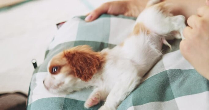 Puppy Playing In Womans' Hands, Teething Pup. SLOW MOTION. Cute baby dog biting owners' fingers, nipping and drooling. Cavalier King Charles Spaniel having fun with human. Cute pet. 