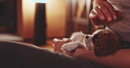 Cute Sleepy Puppy In Womans' Hands. SLOW MOTION. Little baby dog relaxing. Cavalier King Charles Spaniel pup taking a nap. Calm stress free footage, cinematic evening. Therapy dog breed. Comfort zone.