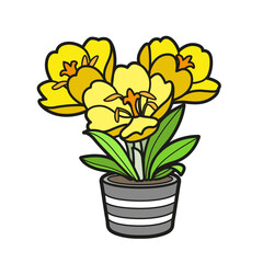 Crocus flowers grow in a little pot color variation for coloring book isolated on white background