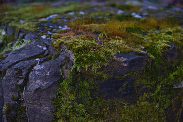 A stone on which green moss and grass grows