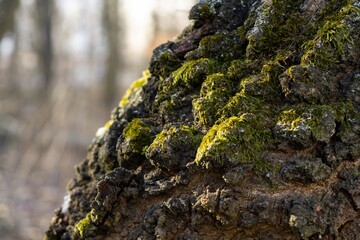 Detail macro of the green moss in the forest. Slovakia