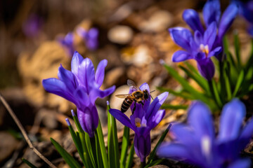 Bee in the wild spring flowers