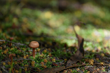 Laccaria Laccata, small fungi on an andean forest