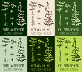 Set of vector drawings WHITE SWALLOW-WORT in different colors. Hand drawn illustration. Latin name Vincetoxicum hirundinaria.
