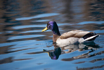 duck on the water
