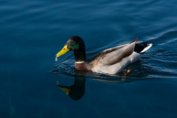 Obraz premium duck in water